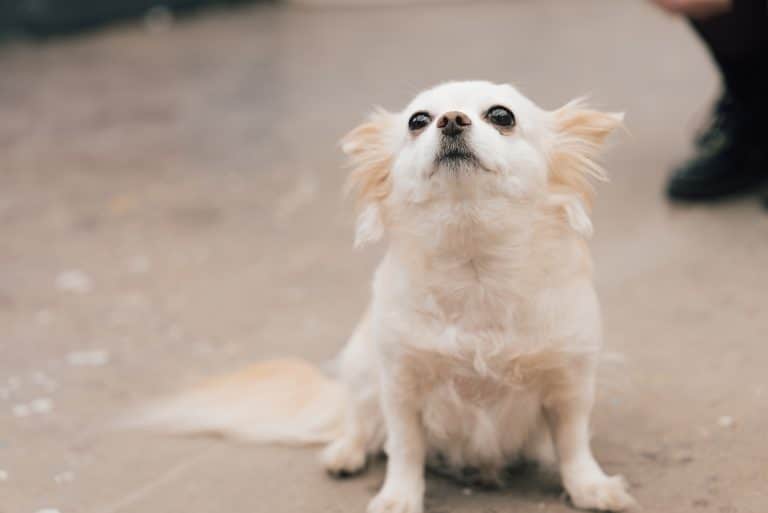 Portrait Bild von Polly
