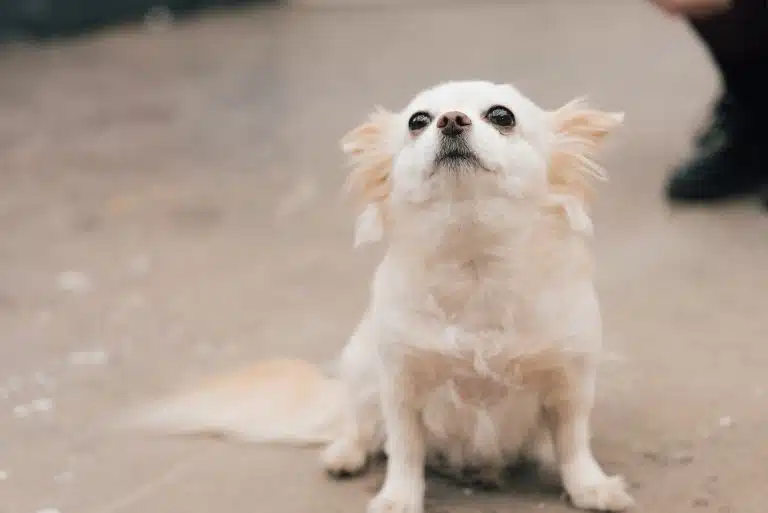 Portrait Bild von Polly